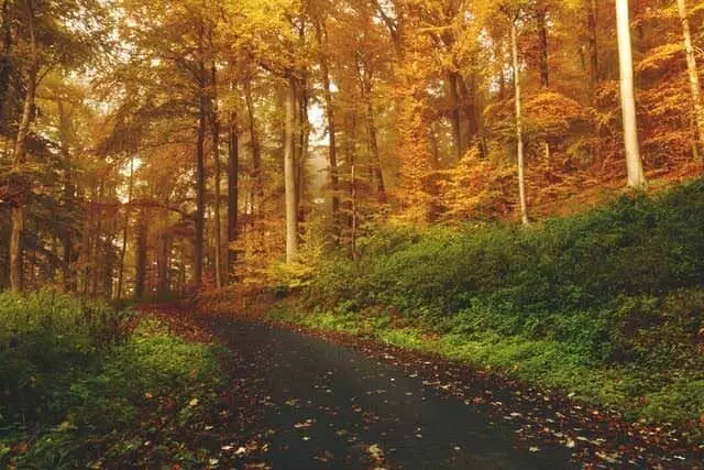 A trail through the woods.