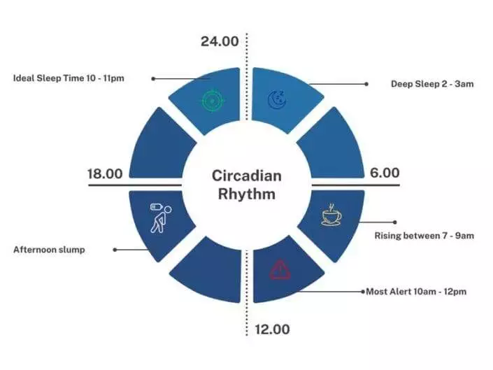 circadian rhythm